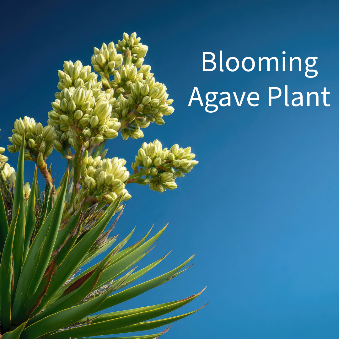 Can an Agave Plant Really Produce Free Hummingbird Nectar?