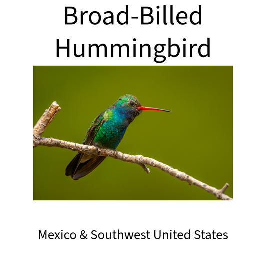 The Broad Billed Hummingbird Facts and Fun!