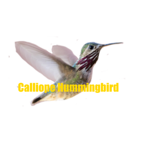 The Calliope Hummingbird