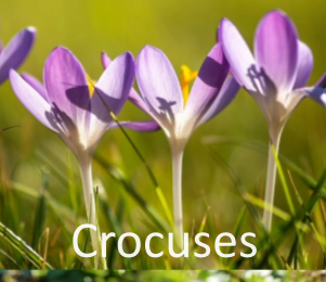 Crocuses - Not Particularly Good for Hummingbird Nectar