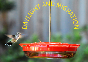 The Role of Daylight and Hummingbird Migration