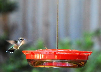 Hummingbird Metabolism