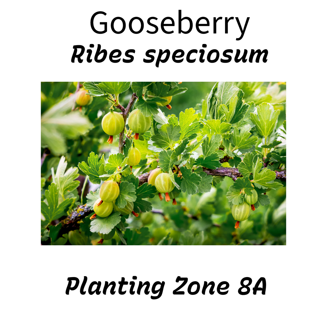 Free Hummingbird Nectar Using Plants in California Zone 8a