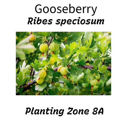 Free Hummingbird Nectar Using Plants in California Zone 8a