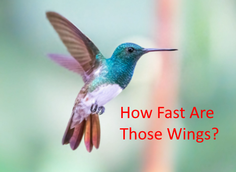 Just How fast are Hummingbird Wings?
