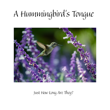 Just How Long is a Hummingbirds Tongue?