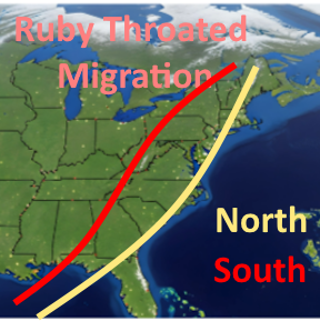 Do Hummingbirds Follow the Same Migration Path when Going North and South?
