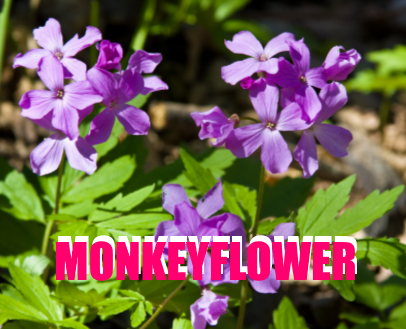 Monkeyflower A Perfect Plant for FREE Hummingbird Nectar