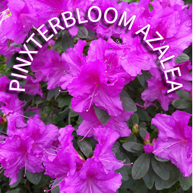 If I Wanted to Plant an Azalea for Hummingbird Nectar Which Plant Should I Choose?