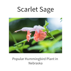 Do Hummingbird's Nest in Nebraska