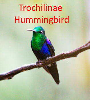 Have You Ever Heard of a Trochilinae Hummingbirds