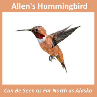 A Quick Look at the Allen's Hummingbird