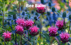 Plant Bee Balm for Free Hummingbird Nectar