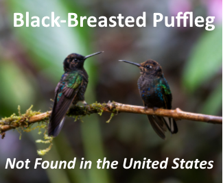 The Black-breasted Puffleg Hummingbird