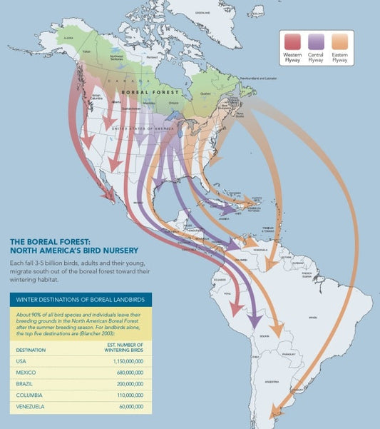 Do Hummingbirds Have to Nest in the Boreal Forest?