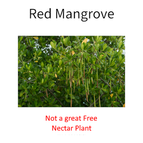 Red Mangrove, Grown in Florida but Not a Good Hummingbird Plant