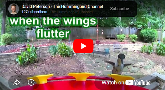 Why is a Hummingbird Called a "Hum"mingbird?