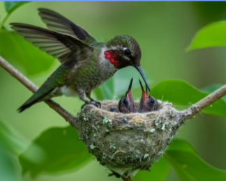 Do Hummingbird Regurgitate Their Food When Feeding Chicks?