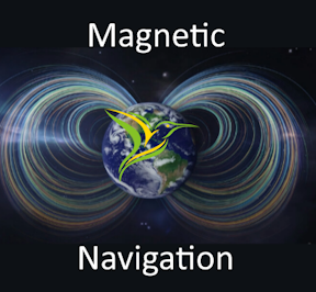 Information on Hummingbirds Using the Earth's Magnetic Field