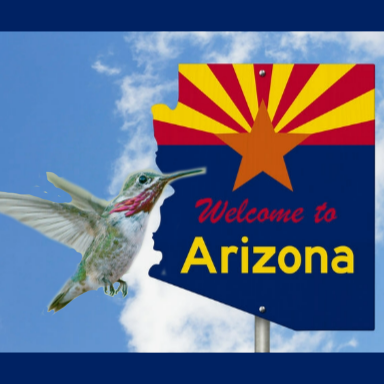 Hummingbirds in Arizona