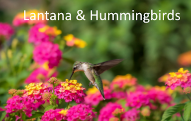 The Best Hummingbird Nectar Plants for Ohio