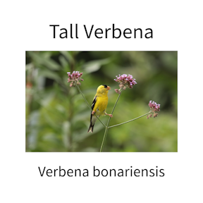 Which Verbena Species Are Good Nectar Plants?