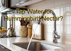 Is Tap Water Okay for Hummingbird Nectar?