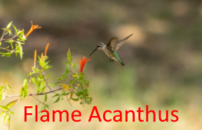 Most Abundant Native Hummingbird Plant in West Texas