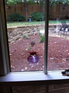 Hummingbird at the window feeder