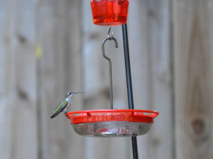 Ruby-throated hummingbird femal