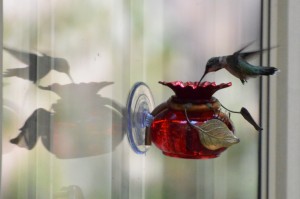hummingbird on window feeder