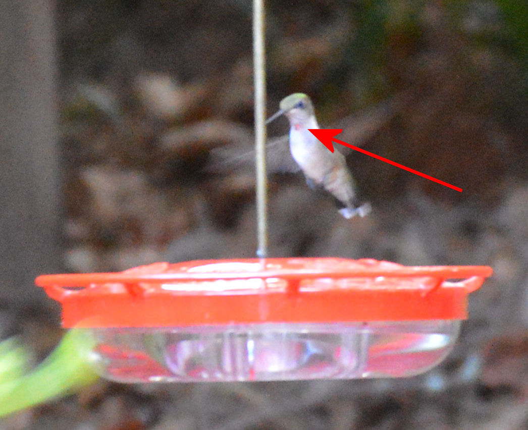 Male juvenile ruby-throated hummingbird