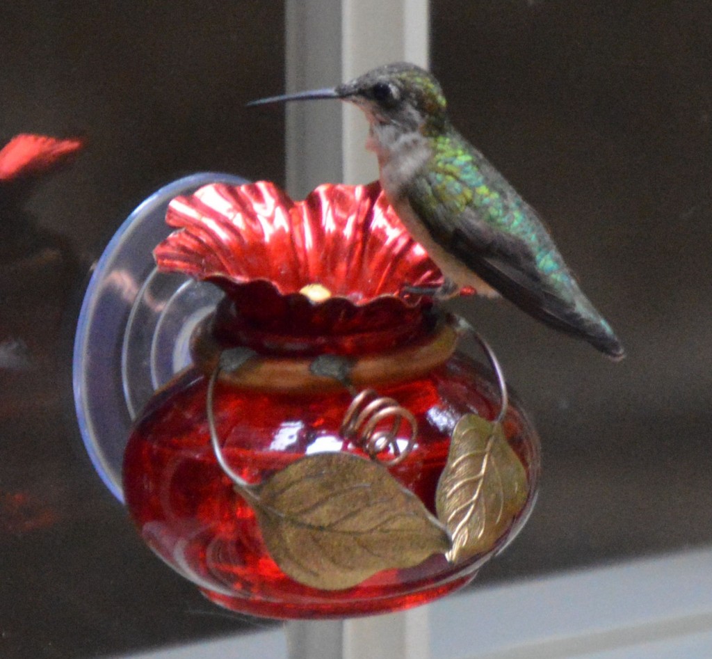 Hummingbirds are drinking a lot of nectar Sugar Shaker Nectar Maker