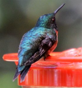 Ruby-throated Hummingbird 06-26-2016 3