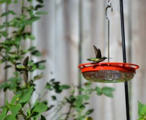 Ruby Throated Hummingbird 08-26-2016 1