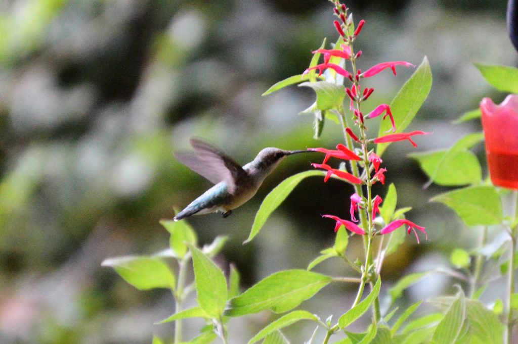 End of the Hummingbird Season Sugar Shaker Nectar Maker Perfect