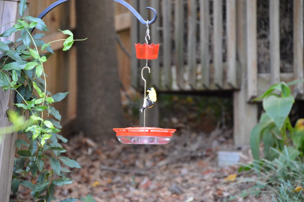 A goldfinch getting ready to take a drink out of my ant moat attached to this hummingbird feeder
