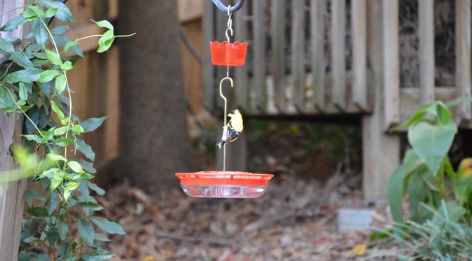 Turn hummingbird feeder into watering hole for small birds