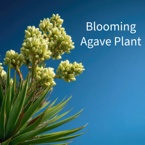 The blooms of the agave plant produce hummingbird nectar