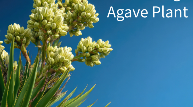 The blooms of the agave plant produce hummingbird nectar