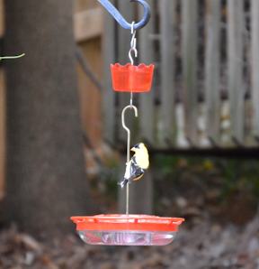 goldfinch about to drink the nectar